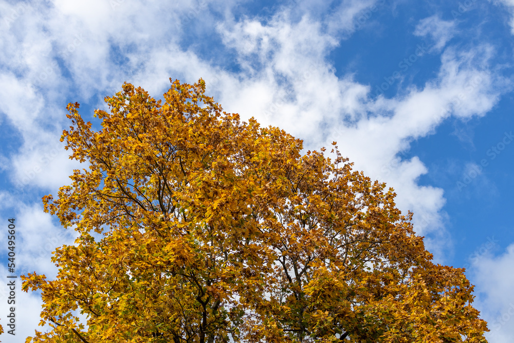 A view of beautiful trees with already yellow leaves on a sunny fall day A view of beautiful trees with already yellow leaves on a sunny fall day