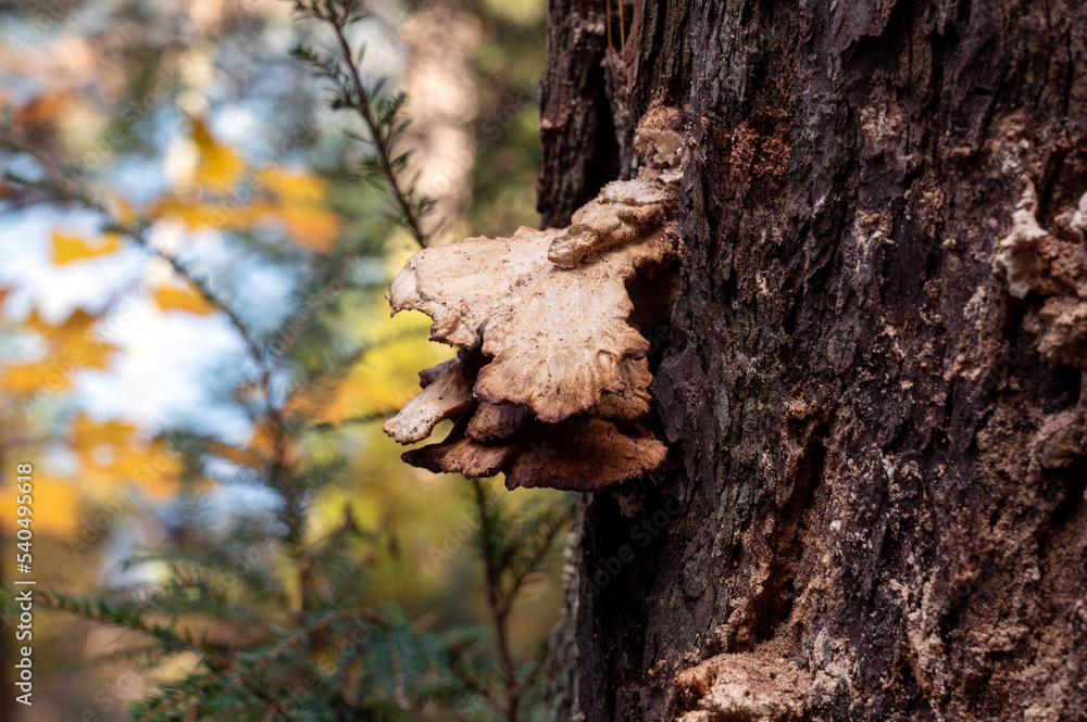 Mushrooms flowering from a large tree with bark and fall colors in the background. Algonquin Provincial Park, Ontario, Canada. Mushrooms flowering from a large tree with bark and fall colors in the background. Algonquin Provincial Park, Ontario, Canada.