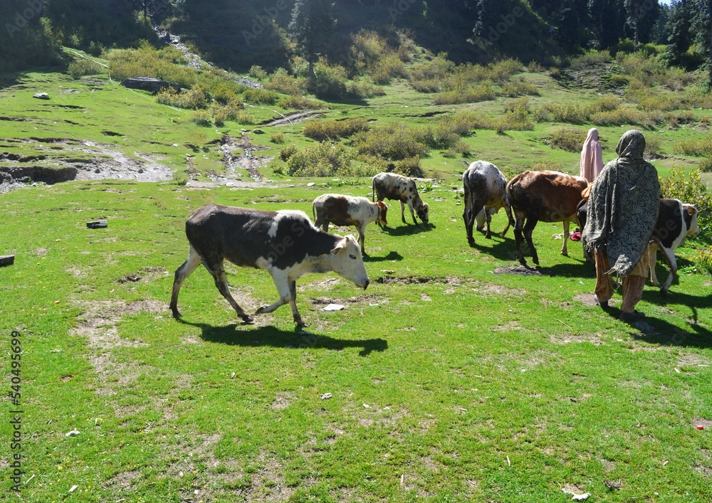 Fototapeta premium Traditional rural architecture and family livestock farms in the Swat valley.