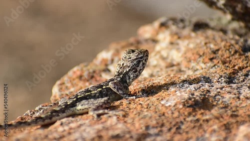 Chameleon on the rock