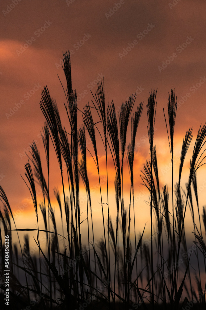 Obraz premium ススキ
