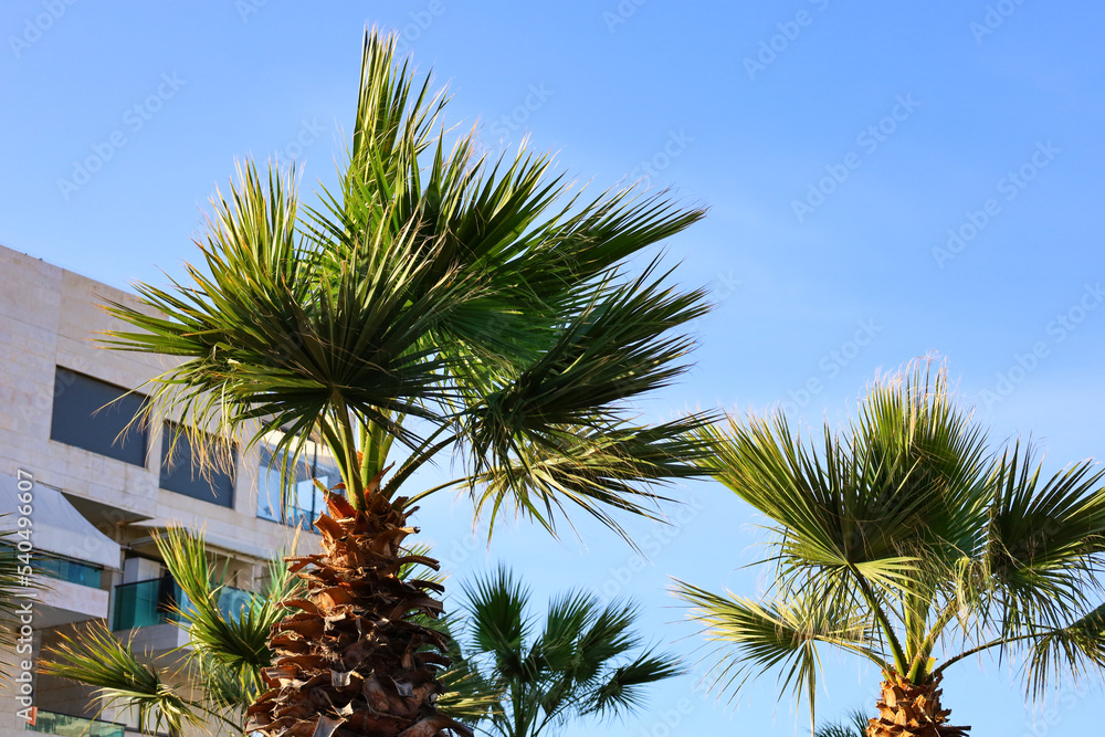Green palms and building against sky background Green palms and building against sky background