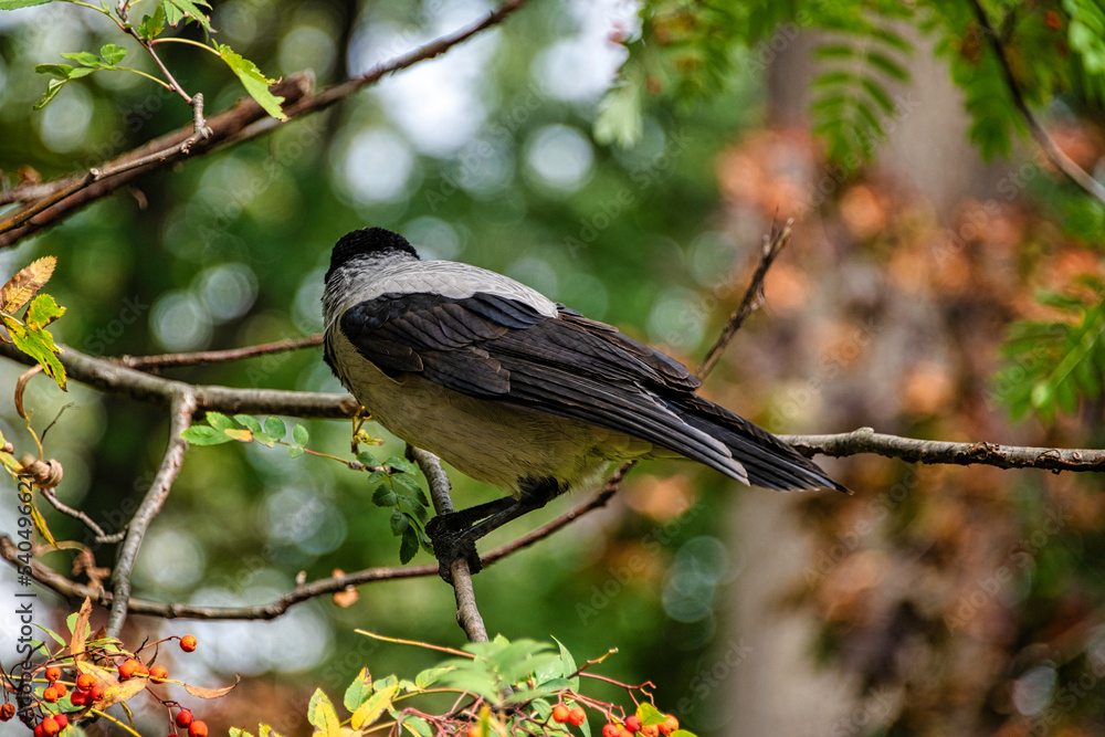 Obraz premium Hooded crow (Corvus cornix) also known as scald-crow or hoodie in Polish park - Warsaw, Poland