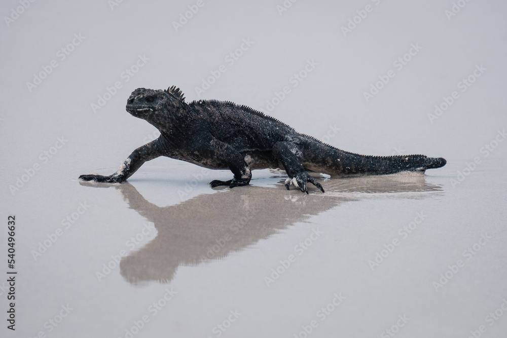 Galapagos marine iguana walking across the beach Galapagos marine iguana walking across the beach