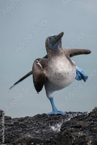 Εκτύπωση καμβά Blue footed booby on the Galapagos Islands