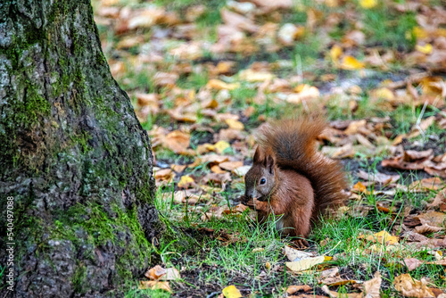 Wild Eurasian red squirrel  Sciurus vulgaris  in Kampinos National Park  Masovia  Poland