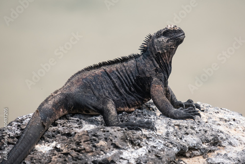 Fototapeta Naklejka Na Ścianę i Meble -  Galapagos marine iguana sunbathing on a rock