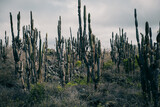 Tropical cactus forest