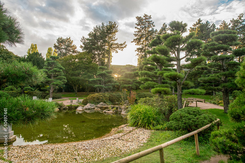 Idyllic landscape in Dusseldorf in the japanese garden - topiary pine trees, grass, and garden pathes