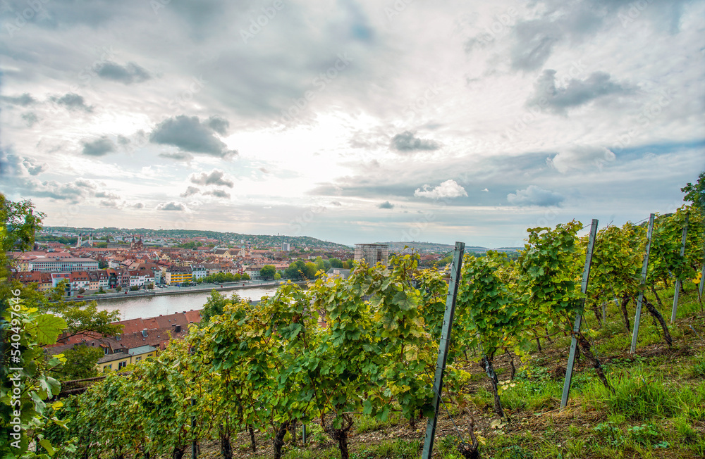 Vineyards in the foreground and Würzburg (Bavarian city) - amazing scenery of the Maine River in September
