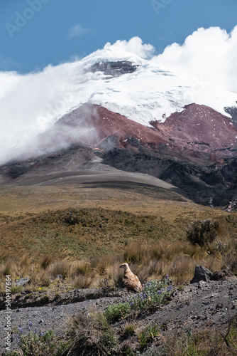 Cotopaxi volcano, with the Inca's bird (Curiquinge) sitting infront photo