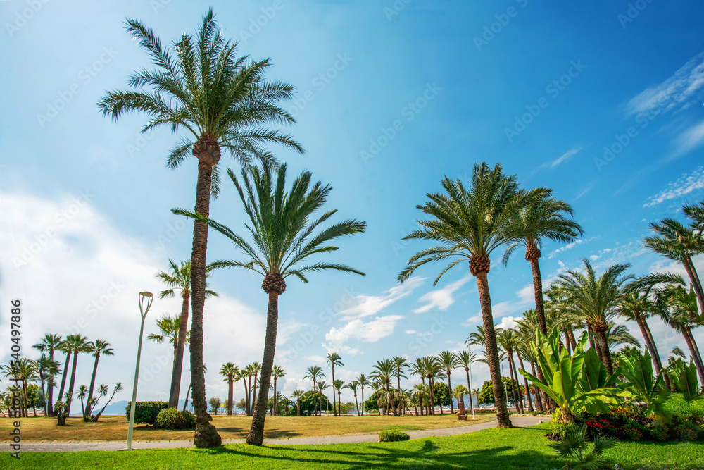 Idyllic palm trees park in left side of Croisette in Cannes
