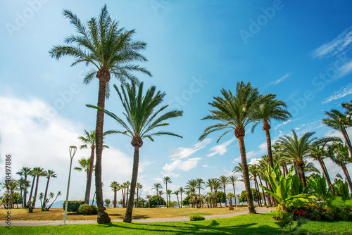 Idyllic palm trees park in left side of Croisette in Cannes