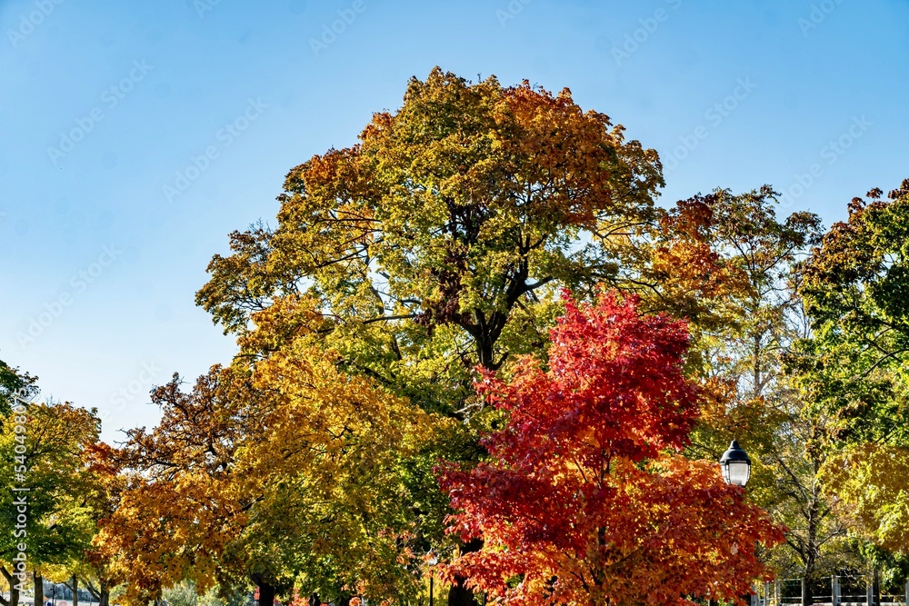 Fototapeta premium Beautiful Midwestern Fall Foliage Under Clear Skies