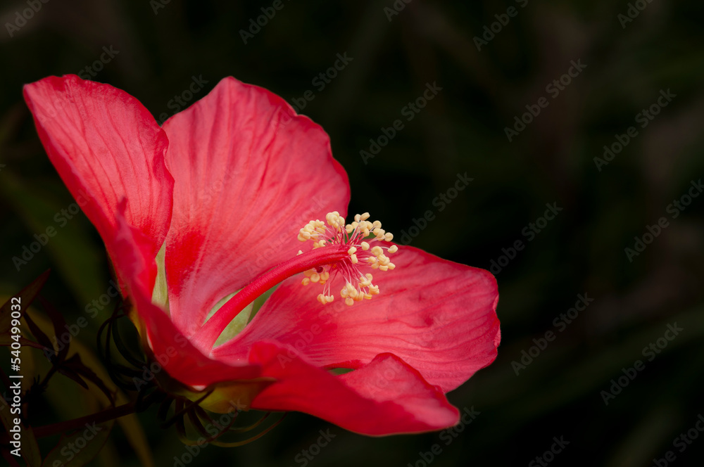 Red hibiscus flower isolated on dark background