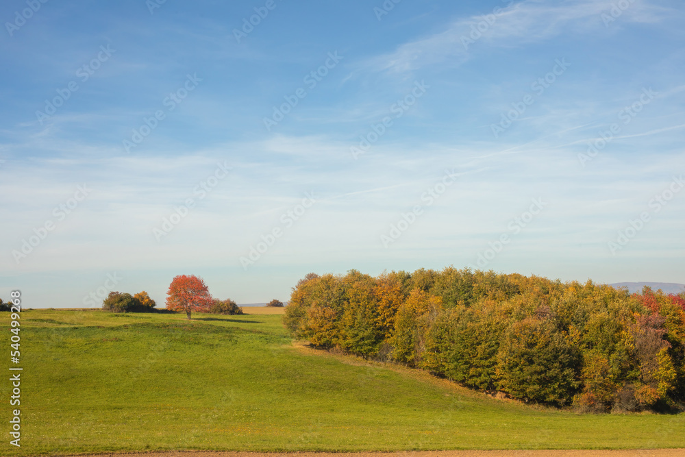 Fototapeta premium Green meadow on a sunny day in autumn.Colorful trees in background.