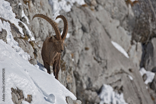 Bouquetin des Alpes (Capra ibex) mâle en hiver évoluant dans un abrupt. Alpes. France photo