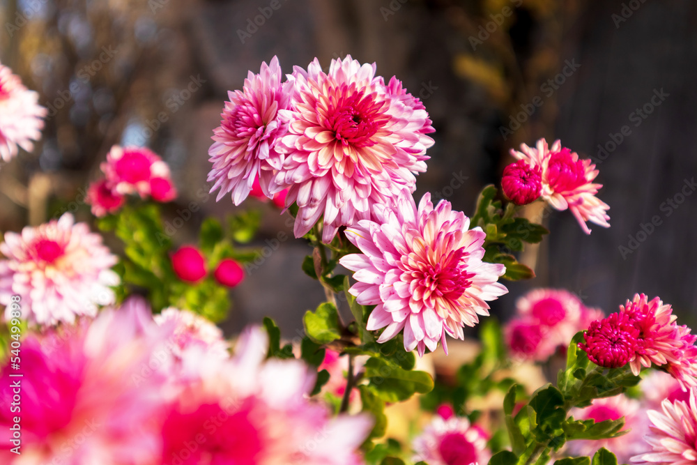 Green flower garden with light pink and dark pink flowers Green flower garden with light pink and dark pink flowers