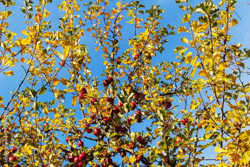 Blue sky with a apple tree and red apples