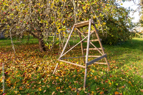 Wooden ladder in a apple tree garden