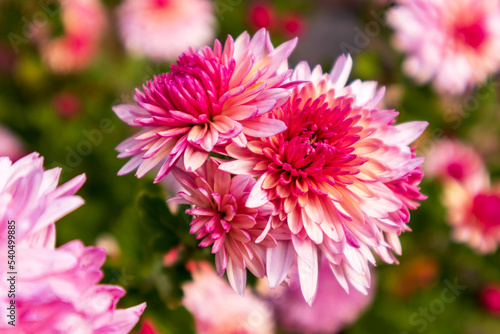 Green flower garden with light pink and dark pink flowers