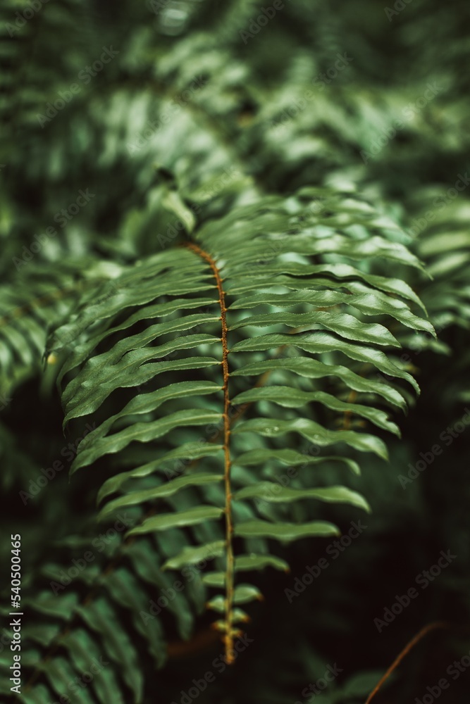 Green palm leaf. Summer tropical jungle natural background