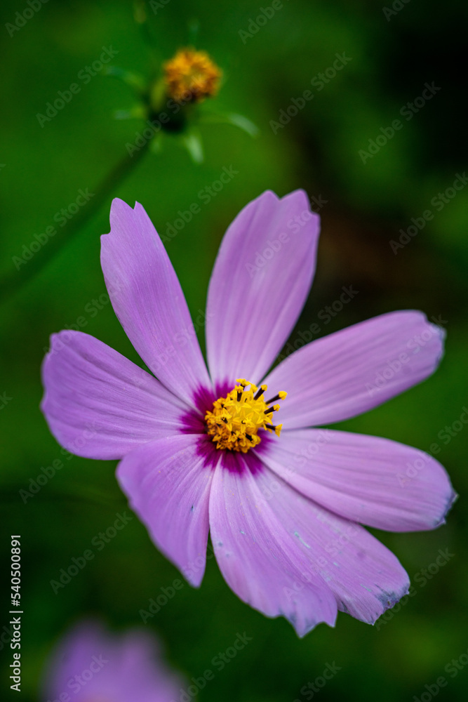 flower in the garden flower in the garden