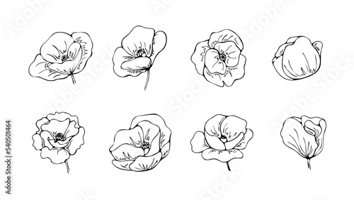 Vintage doodle design template with set flowers doodle poppies on white background for decorative design. Hand-drawn flower collection poppies black and white outline. Isolated design elements