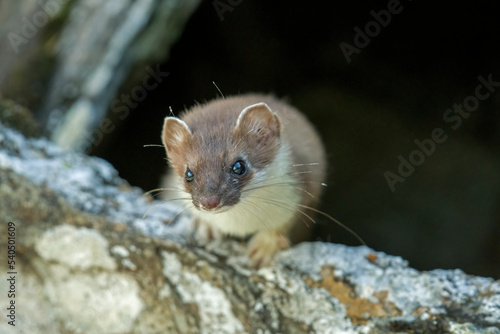 Obraz na płótnie A ermine (Mustela erminea) with summer fur looks out curiously of its burrow in the rock and its eyes sparkle. Alps, Italy. w salonie