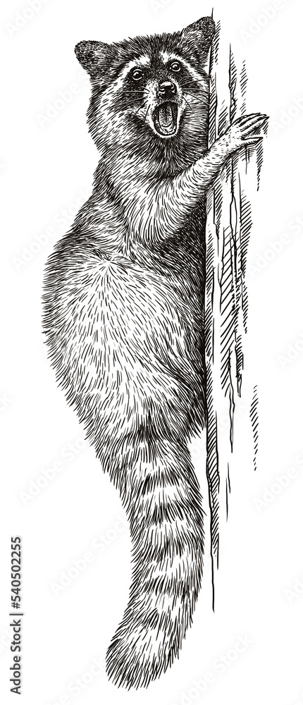 Vintage engrave isolated raccoon set illustration cut ink sketch. Wild ...