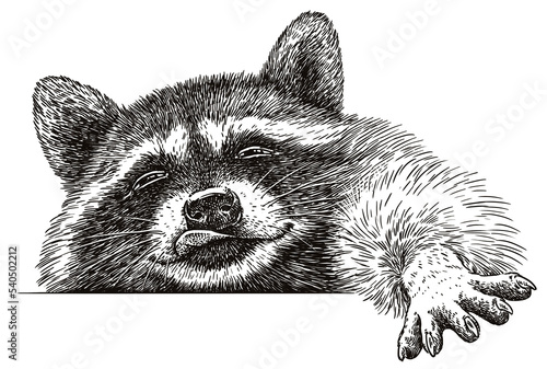 Vintage engrave isolated raccoon set illustration cut ink sketch. Wild pet background line racoon art