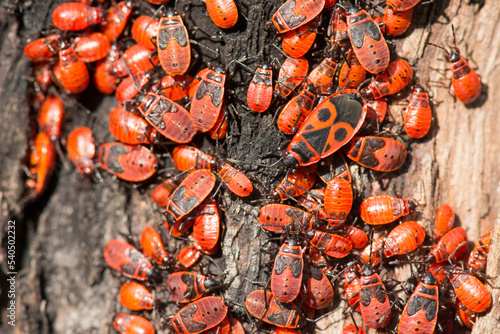 Clump of firebugs (Pyrrhocoris apterus) on the bark of a tree. photo