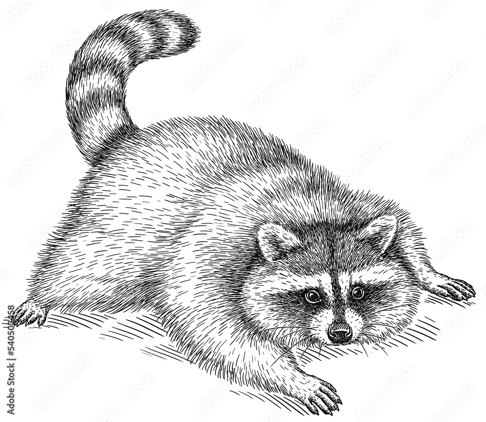 Vintage engrave isolated raccoon set illustration cut ink sketch. Wild ...