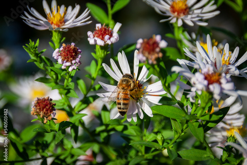 Meylan France 10 2022 little bee on daisy photo