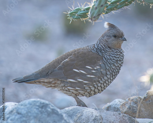 Blue quail under cactus