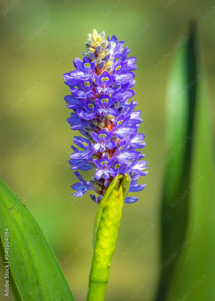 Φωτογραφία Pickerelweed growing at the Delores Fenwick Nature Center in Pearland, Texas!