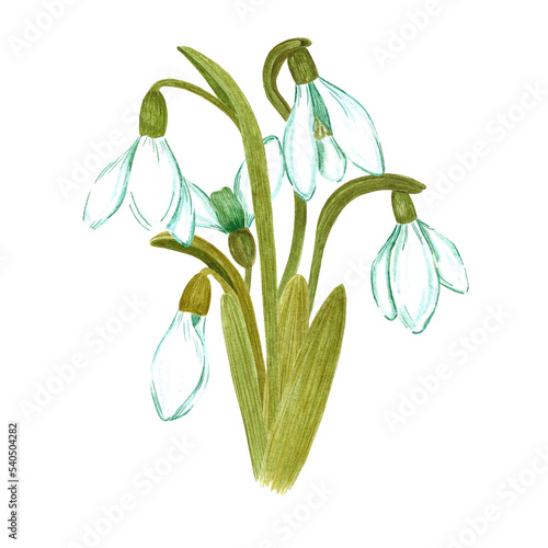 Hand drawn watercolor snowdrop flowers and leaves composition on white background. Can be used for textile  Scrapbook design  banner  greeting card  invitation.