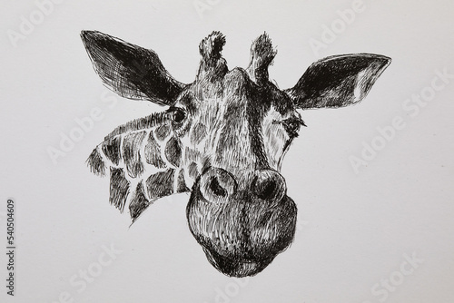 Portrait of a cute giraffe. Modern sketch of a cartoon giraffe head
