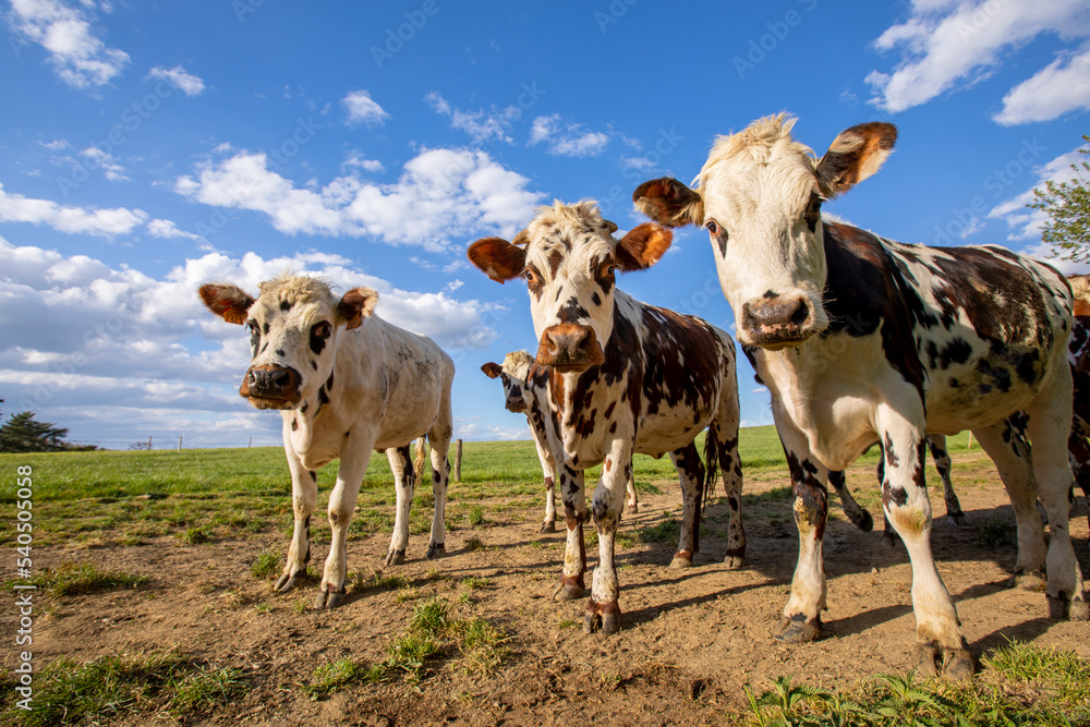 Troupeau de vache laitière de race Normande dans la campagne.