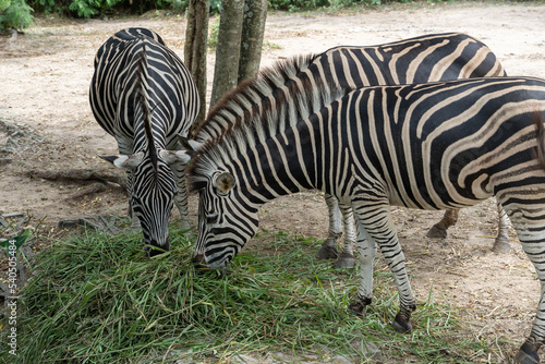 Zebras eating grass  Animal conservation and protecting ecosystems concept.