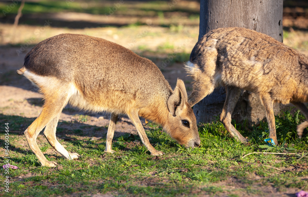 Fototapeta premium Patagonian Mara in eco park.