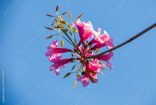 rosewood lapacho under clear blue sky photo photo