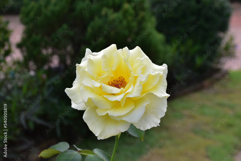 yellow flowers yellow rose In the middle of the outdoor section in the tropics that are about to winter. with blurred background yellow flowers yellow rose In the middle of the outdoor section in the tropics that are about to winter. with blurred background
