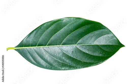 Leaves of jackfruit isolated on a white background