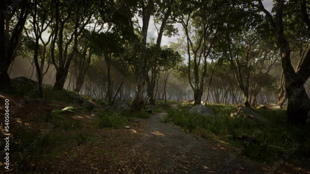 enchanted forest in magical light enchanted forest in magical light