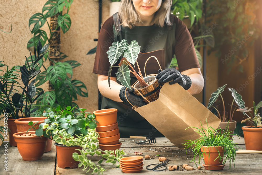 Buying house plants at the plant store. Paper bags Stock Photo Adobe