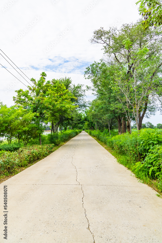 Naklejka premium path in the park