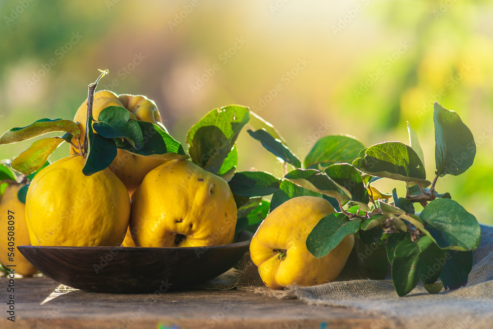 Close up of Ripe sweet yellow  quince (Cydonia oblonga)  Organic fruits leaves on wooden walnut plate table Still life  natural dark background burlap sack  food raw, delicious, healthy