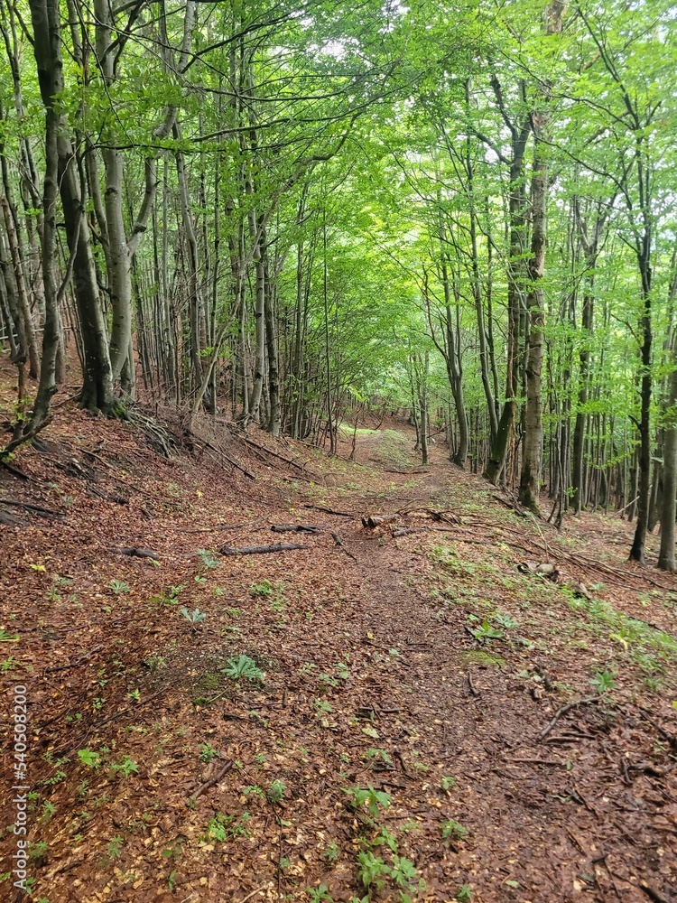 Fototapeta premium path in the forest