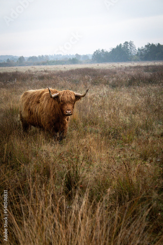 Fototapeta Naklejka Na Ścianę i Meble -  highland cow in the field